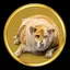 OGDOGE