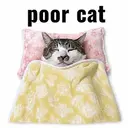 POORCAT