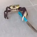 CRAB