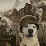 Staredog