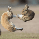 BUNNY_FU