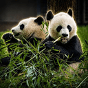 Qing &amp; Bao