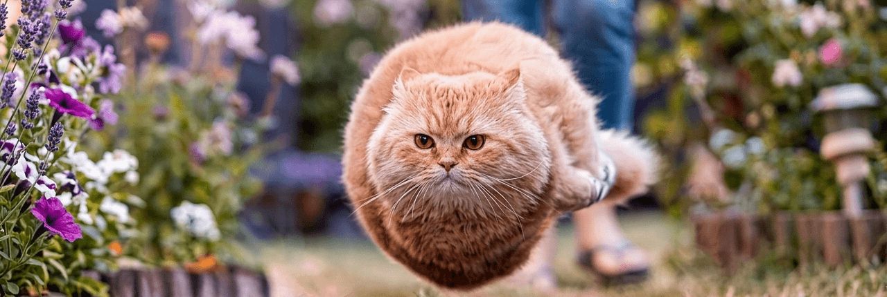 Flying Spinning Cat Banner