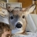 dib