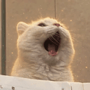 POPCAT