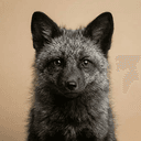 SilverFox
