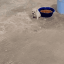 deg