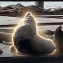 CHONKERS