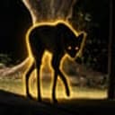 LOBO