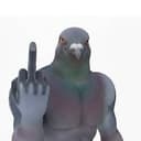PIGEONS