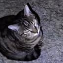 MOGCAT