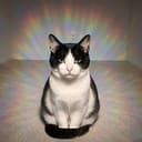 AURACAT