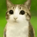 Meowl