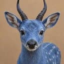 BUCK