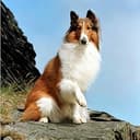 Collie