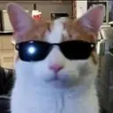 coolcat