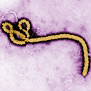 Ebola