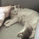Yuki