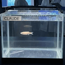Claude