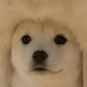 underdog