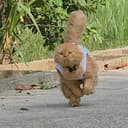 BARONG