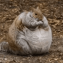 baymax