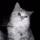 sadcat