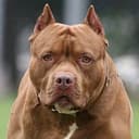 PDOG