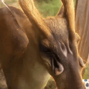 PuhDeer