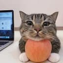 applecat