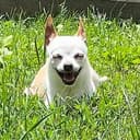 TOBBY
