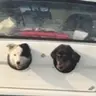狗子兜风车