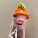 pigwif
