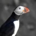 PUFFIN