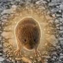 VOLE
