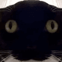 FOMOCAT