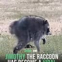jimothy