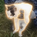 drugcat