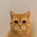 pussy