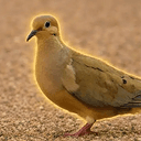 BDOVE