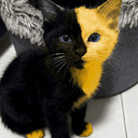 Bicat