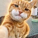 MOG