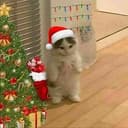 MEOW
