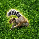 Jnut
