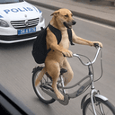 dogliveroo