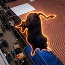 BULL