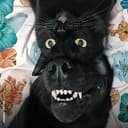 wakaaaa