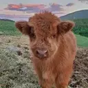 chuck