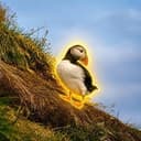 PUFFIN