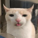 blepcat